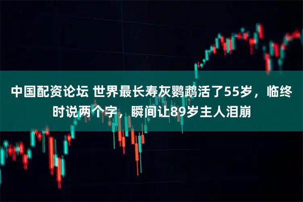 中国配资论坛 世界最长寿灰鹦鹉活了55岁，临终时说两个字，瞬间让89岁主人泪崩